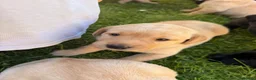 Labrador Retriever dogs for sale: 2 yellow Labrador girl puppies - Advert 6