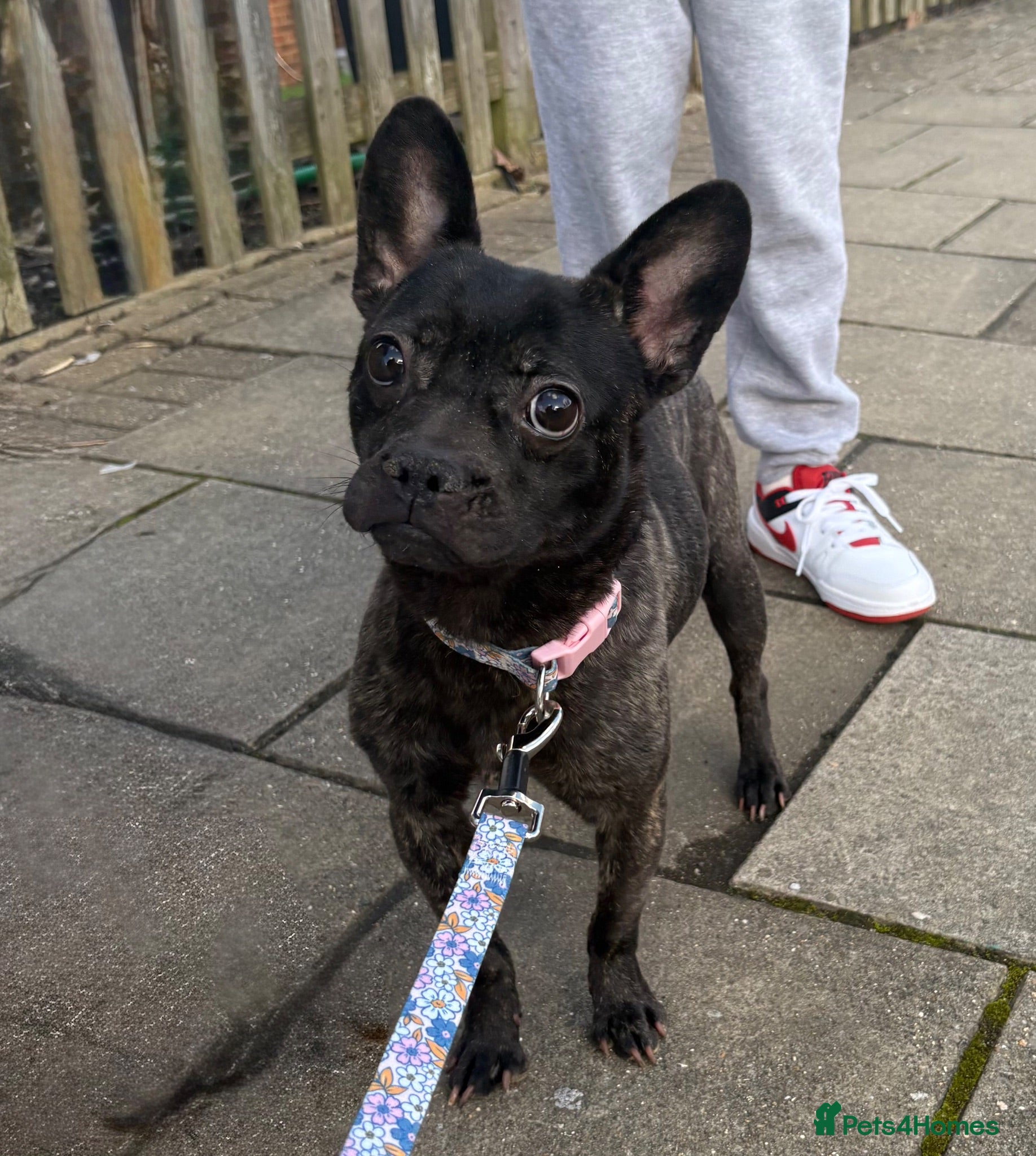 Mixed Breed dogs frenchie chow mix  - Advert 3