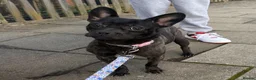 Mixed Breed dogs for sale: frenchie chow mix  - Advert 1