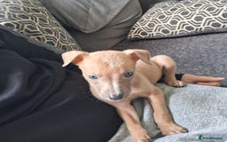 Mixed Breed dogs for sale: Male puppy for sale  - Image 2