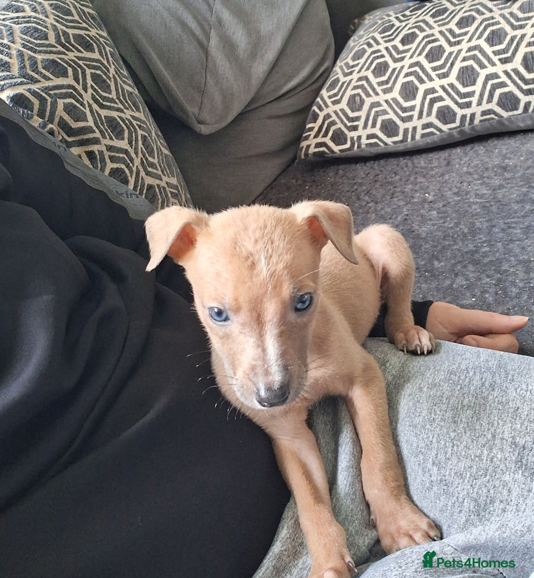 Mixed Breed dogs for sale: Male puppy for sale  - Image 2