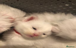 Maine Coon cats for sale: White Maine Coon GCCF - Image 34