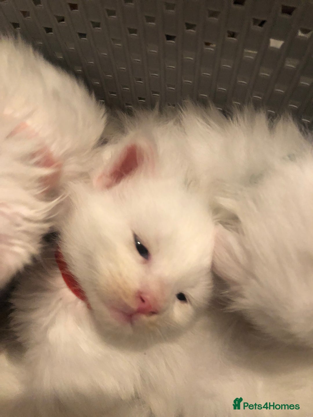 Maine Coon cats for sale: White Maine Coon GCCF - Image 34