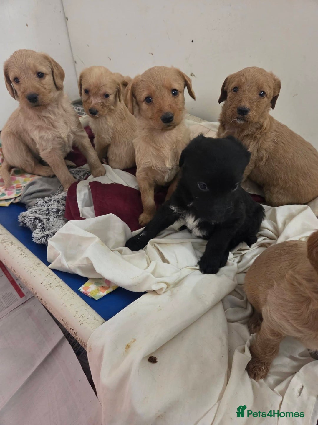 Labradoodle dogs for sale: Labradoodles for sale - Advert 2