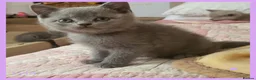 British Shorthair cats for sale: 3 beautiful blue BSH - Advert 3