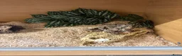 Corn Snake reptiles for sale: Susie beautiful albino corn snake in Worcester - Advert 5