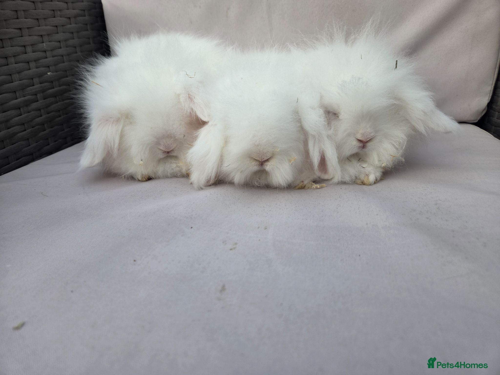 Angora rabbits Teddywidders super fluffy  ready to go now - Advert 18