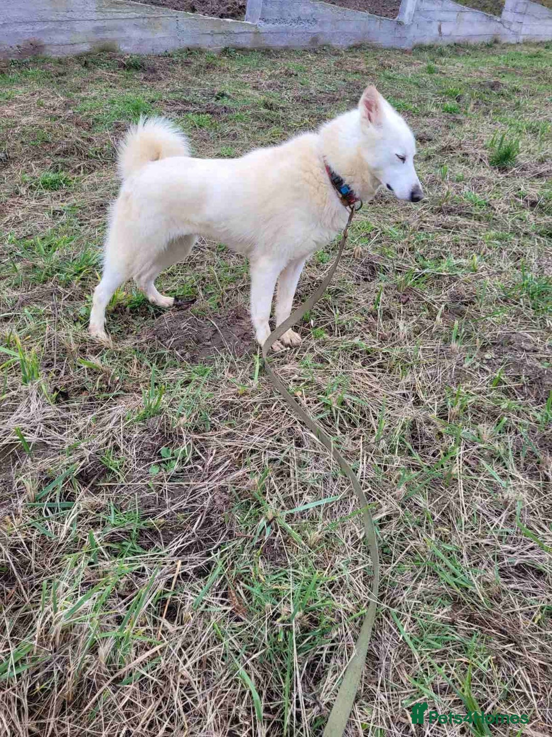 Mixed Breed dogs for adoption: 🐶💖 BARBIE 💖🐶 - Advert 3