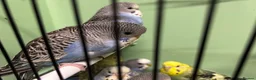 Budgerigars birds for sale: Budgies for Sale  - Advert 25