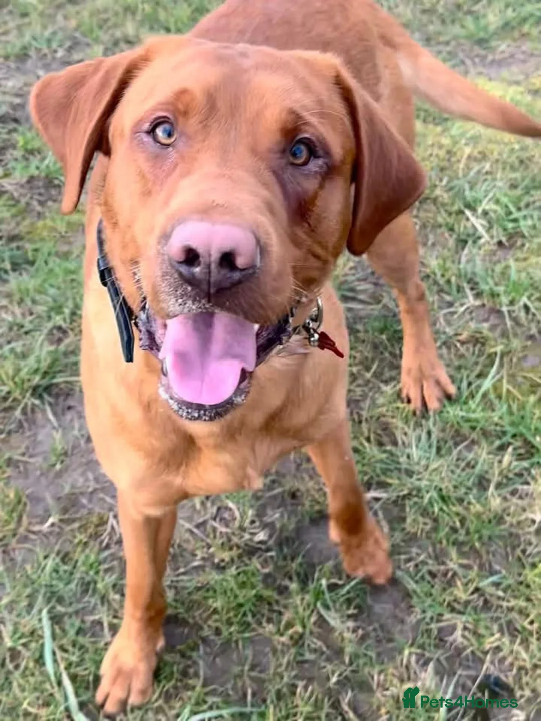 Labrador Retriever dogs for stud: Beautiful Red Fox Labrador for Stud KC Registered in Preston - Advert 5