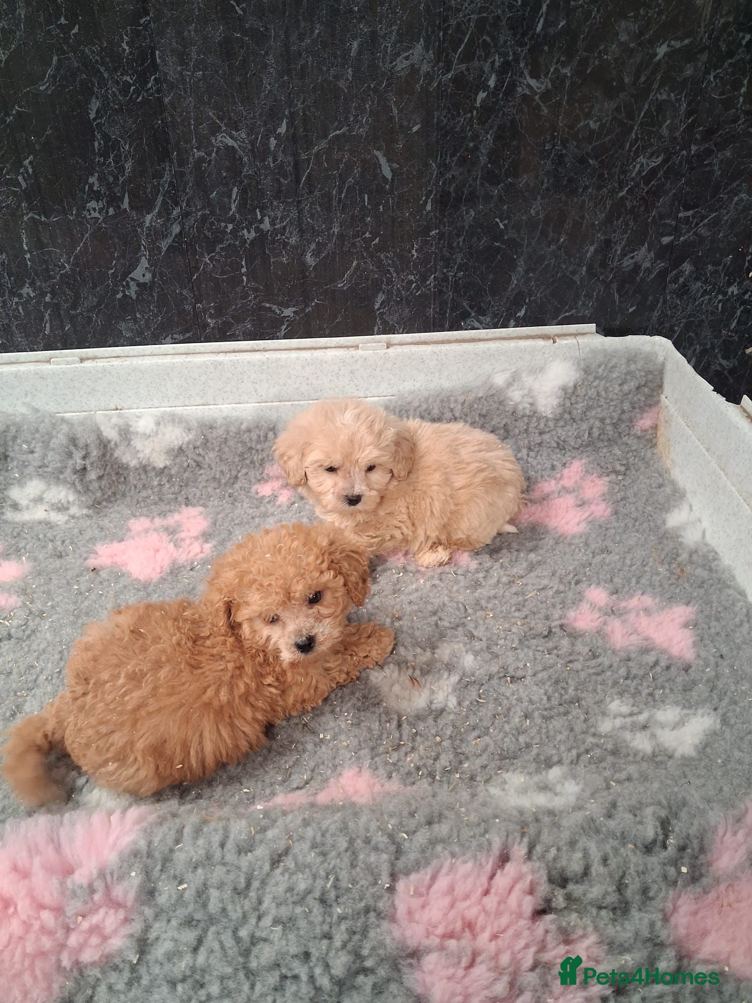 Cavapoo dogs Beautiful Cavapoo puppys for sale - Advert 1