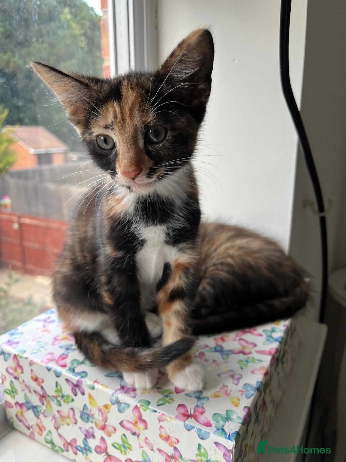 Mixed Breed cats 6 lovely female kittens.  - Advert 11
