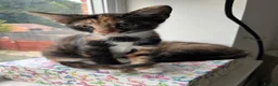 Mixed Breed cats for sale: 6 lovely female kittens.  - Advert 17