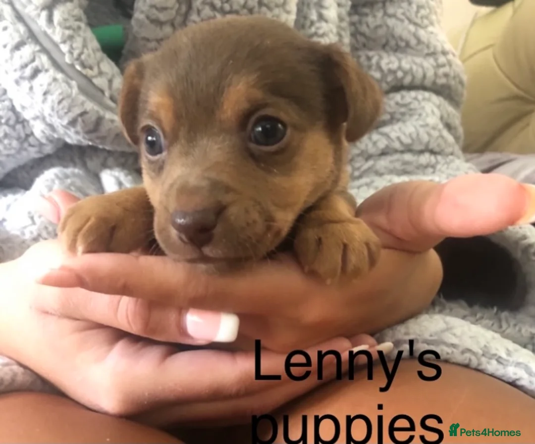 Jack Russell dogs for stud: Lenny Son of Much Wenlock Louie in Wokingham - Advert 10