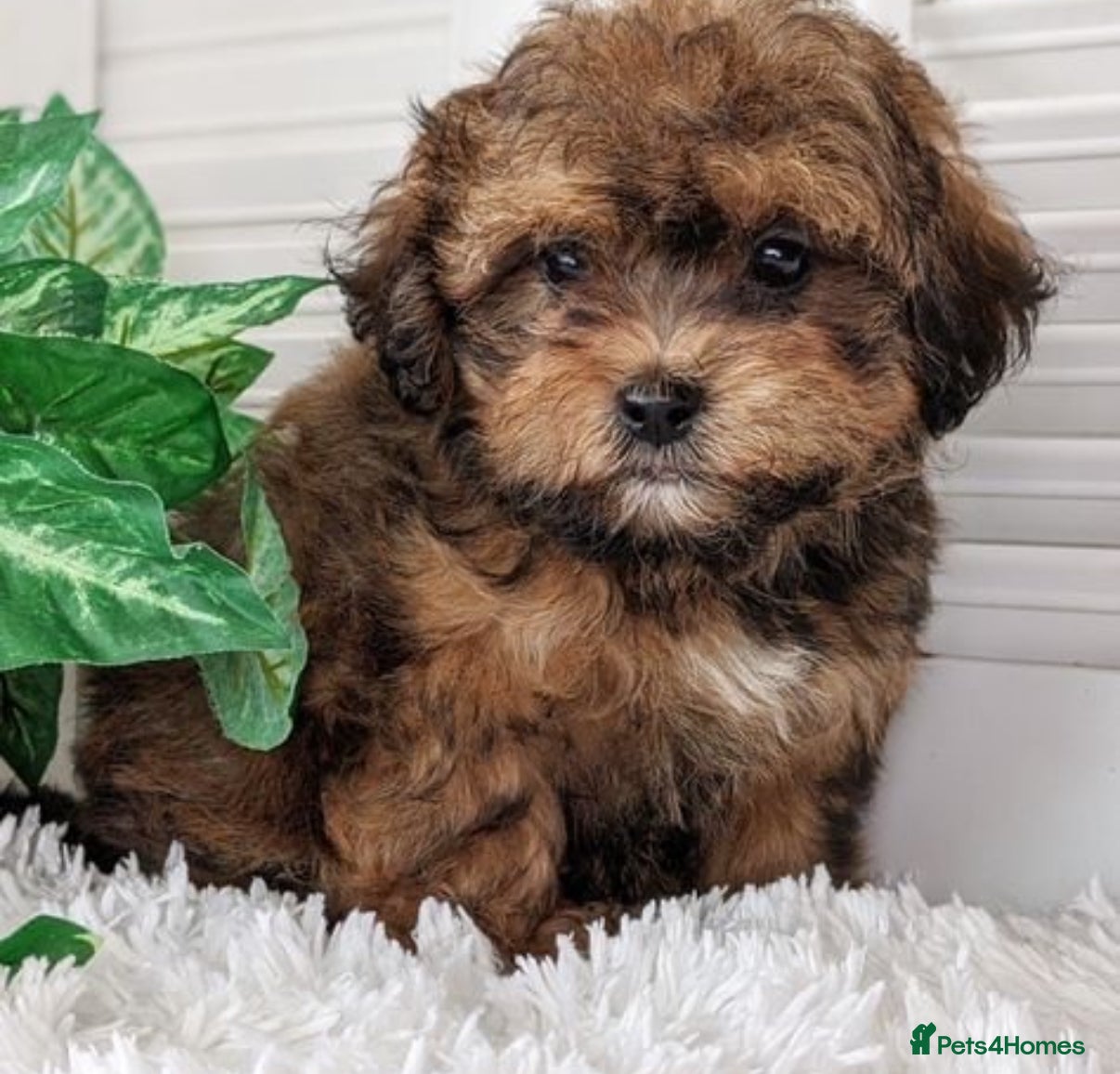 Lhasapoo dogs Lhasapoo puppies  - Advert 2