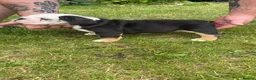 English Bulldog dogs for sale: Dwkc registered mearle pups - Advert 5