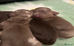 Miniature Dachshund dogs for sale: 🤍🐾 Stunning long haired litter 🐾🤍 - Image 8