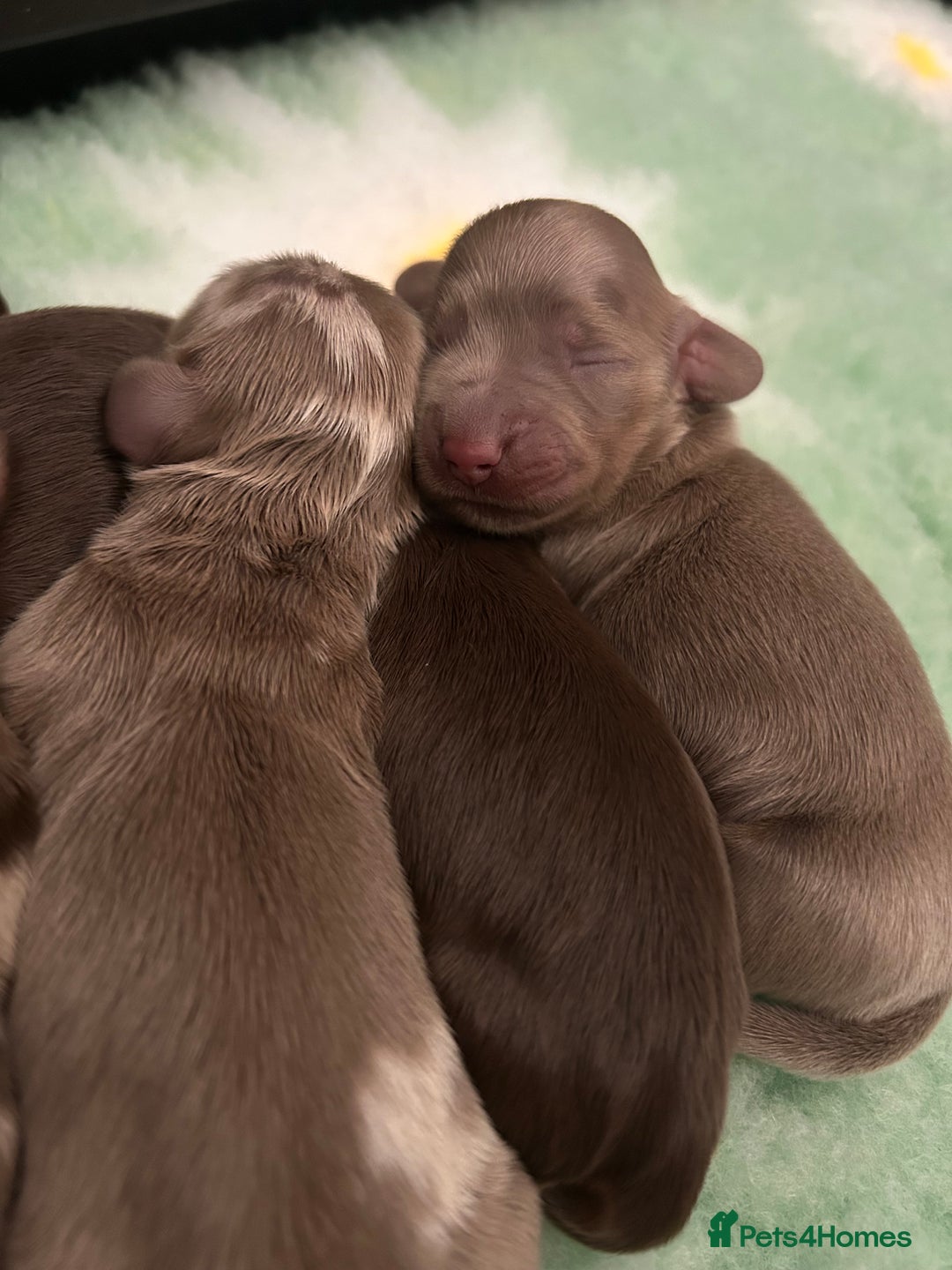 Miniature Dachshund dogs for sale: 🤍🐾 Stunning long haired litter 🐾🤍 - Image 8