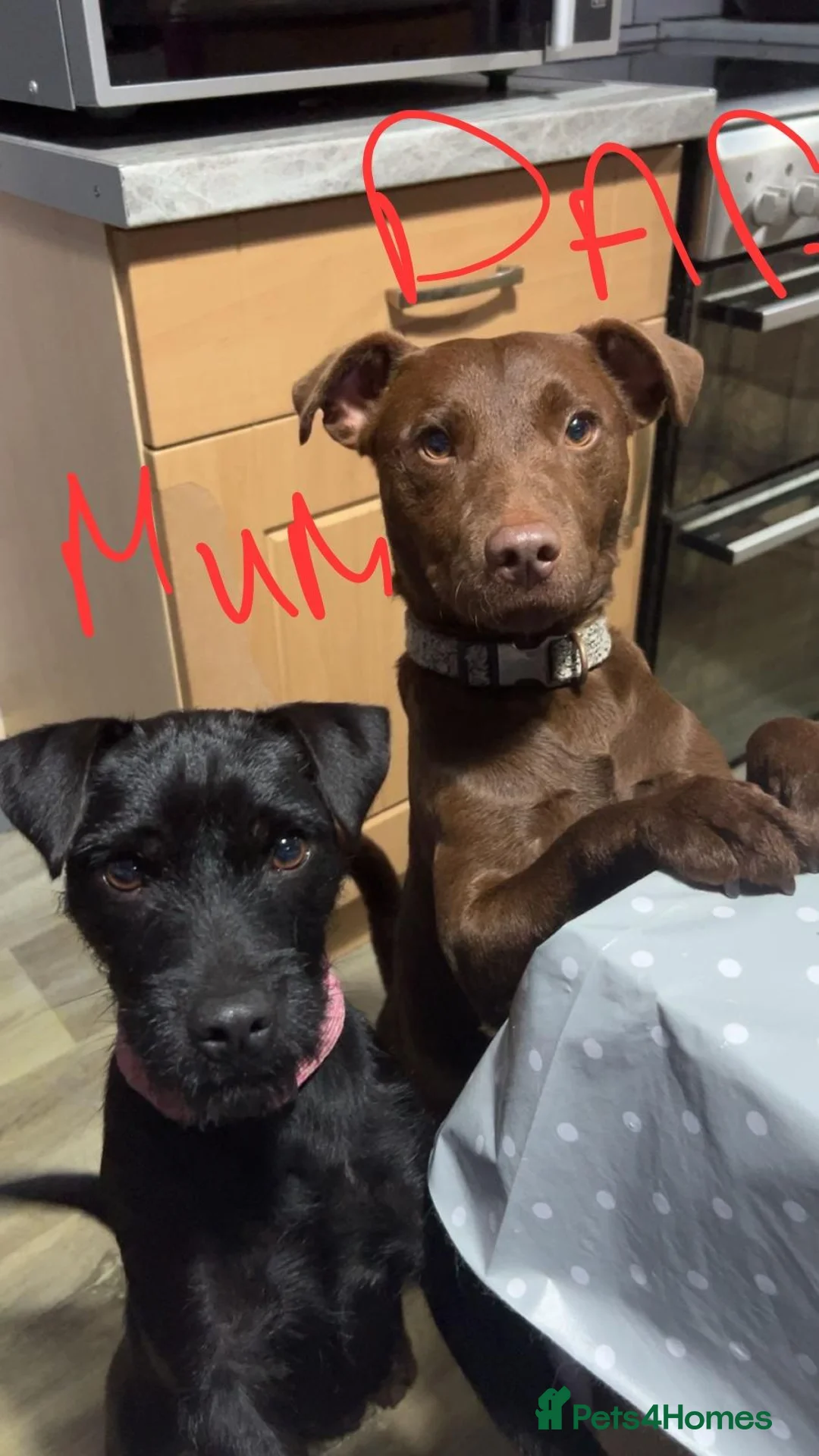 Patterdale Terrier dogs for sale: Patterdale Terriers Pups For Sale  - Advert 17