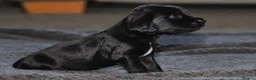 Cocker Spaniel dogs for sale: 🐾 Beautiful Cocker Spaniel Puppies 🐾 in Bradford - Advert 5