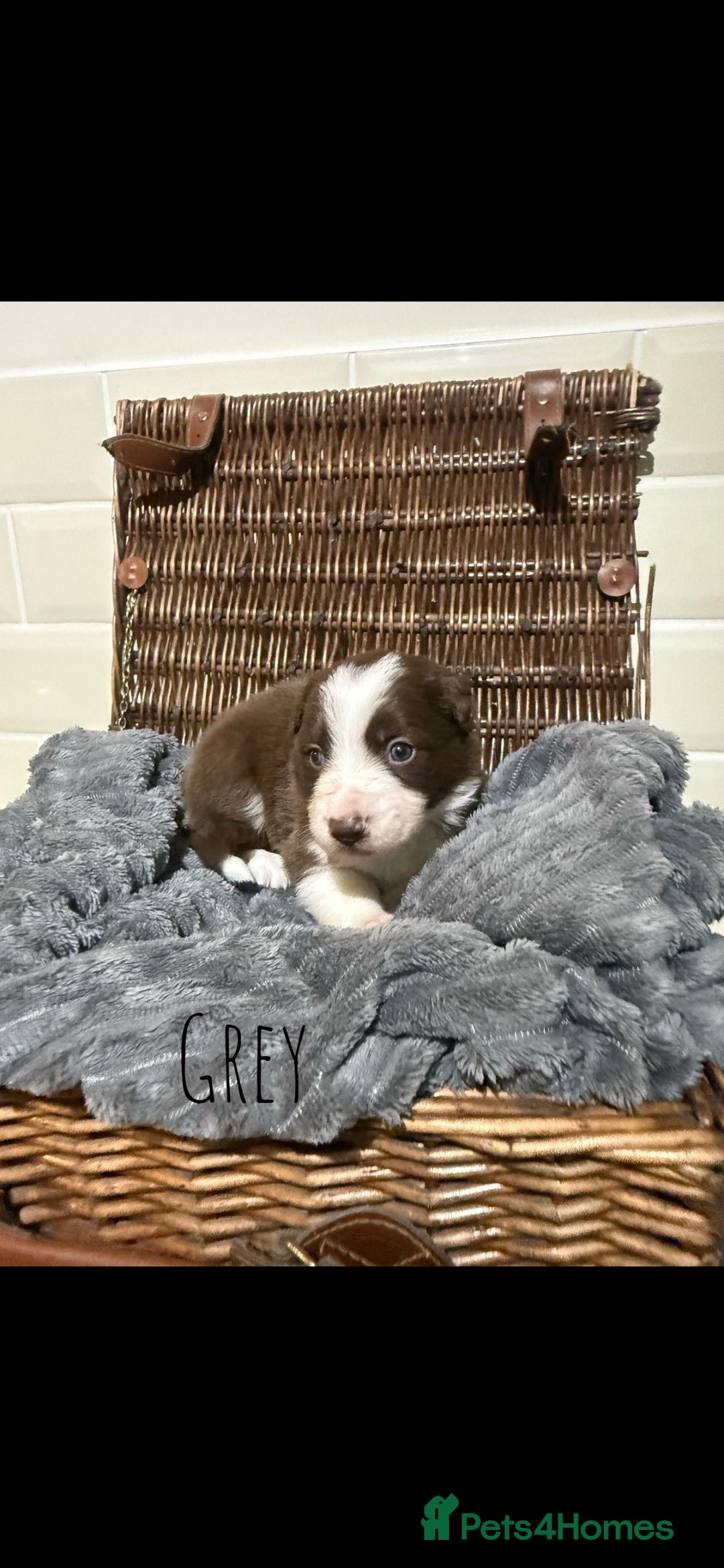 Border Collie dogs for sale: Brown,tan and white border collie pups for sale  - Advert 13