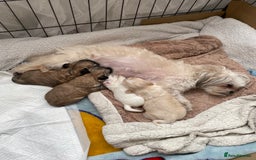 Mixed Breed dogs for sale: Imperial Zuchon cross maltese - Image 1