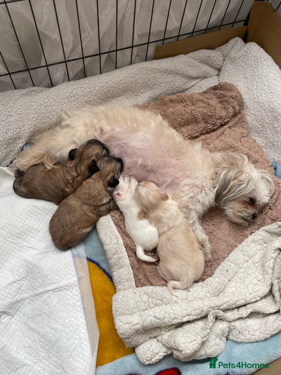 Mixed Breed dogs for sale: Imperial Zuchon cross maltese - Image 1