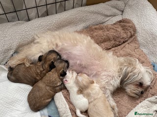 Mixed Breed dogs for sale - Advert 1