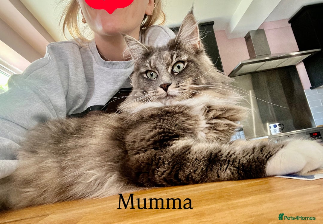 Maine Coon cats for sale: Maine coon cross kittens  - Image 9