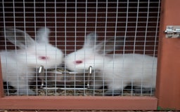 Californian rabbits for sale: Californian baby rabbits for sale - Image 3
