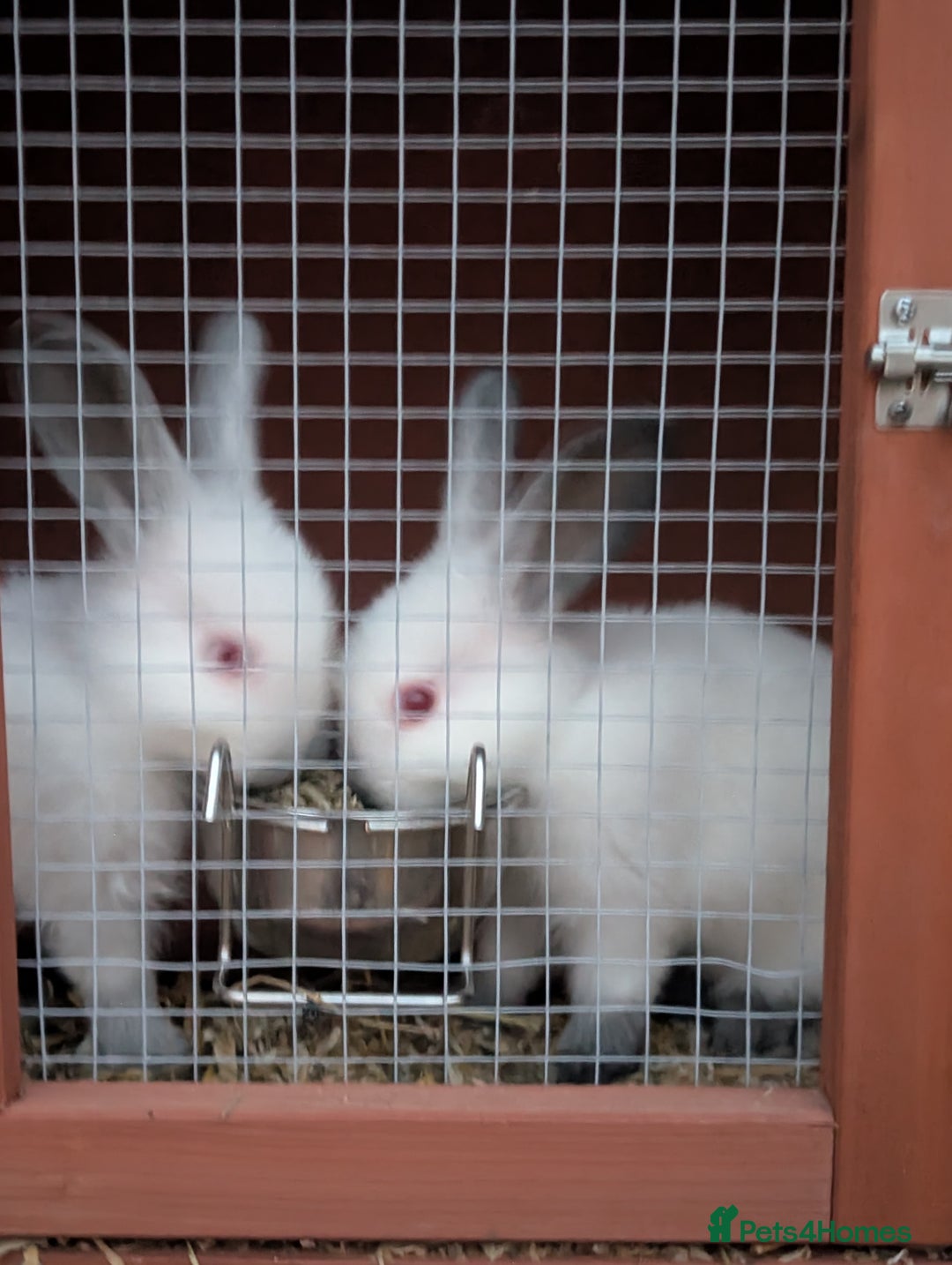 Californian rabbits for sale: Californian baby rabbits for sale - Image 3