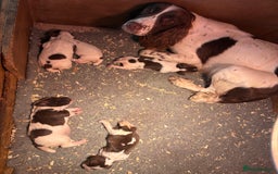 English Springer Spaniel dogs for sale: Stunning KC Reg Springer Spaniel Puppies For Sale - Image 12