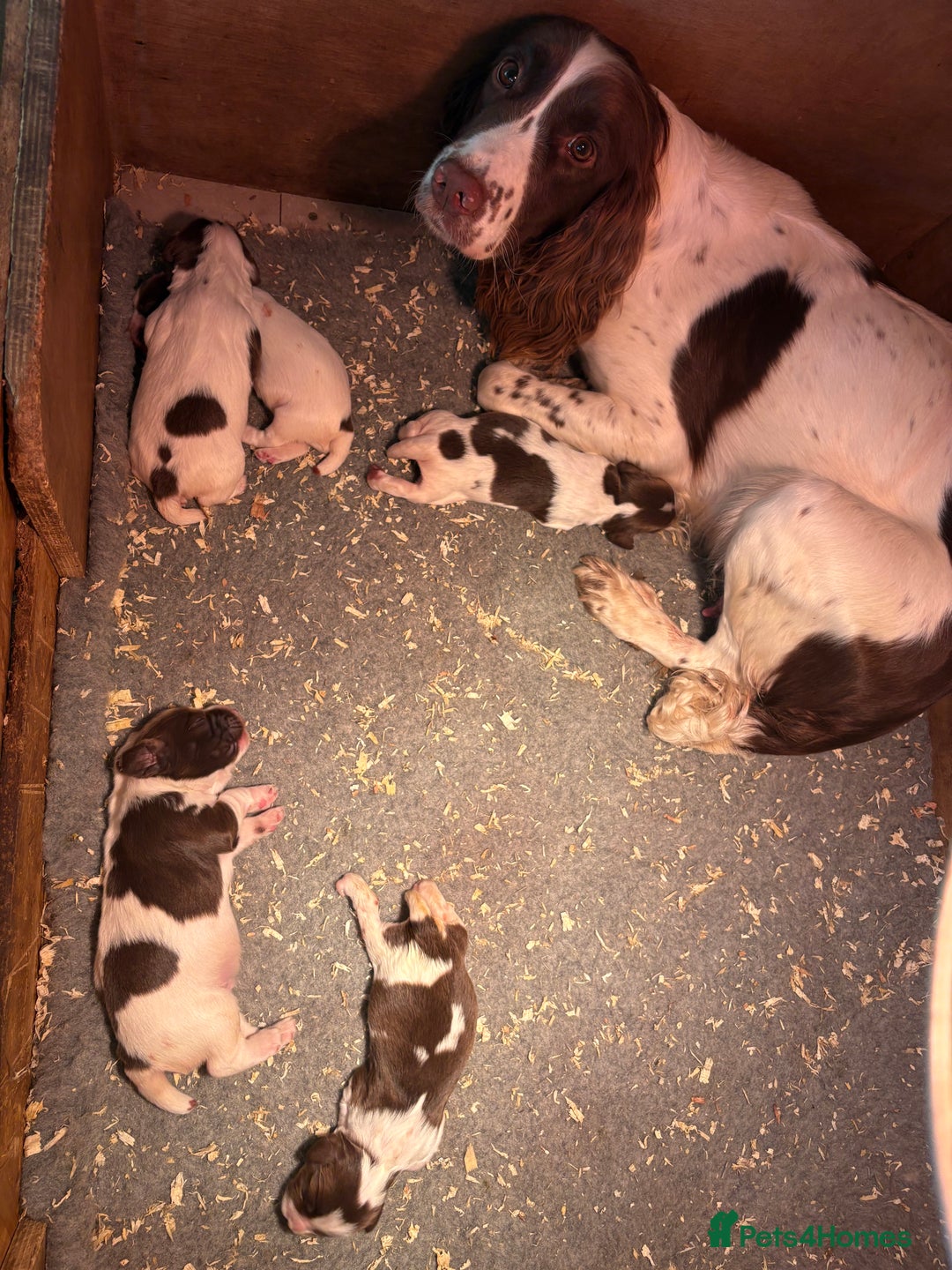 English Springer Spaniel dogs for sale: Stunning KC Reg Springer Spaniel Puppies For Sale - Image 12