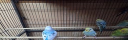 Budgerigars birds for sale:  budgies for sale - Advert 3