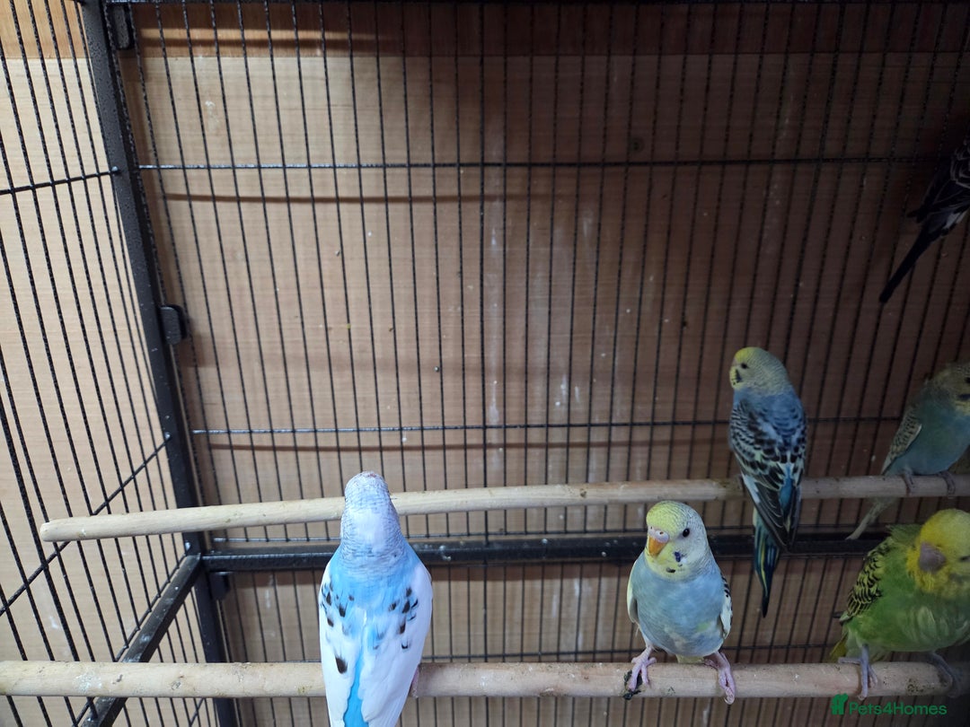 Budgerigars birds for sale:  budgies for sale - Advert 3