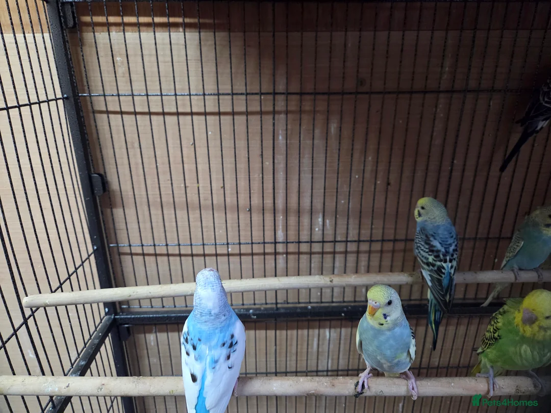 Budgerigars birds for sale:  budgies for sale - Advert 14