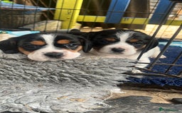 Mixed Breed dogs for sale: 1 boy 1 girl Daschund puppies - Image 2