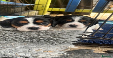 Mixed Breed dogs - Advert 6