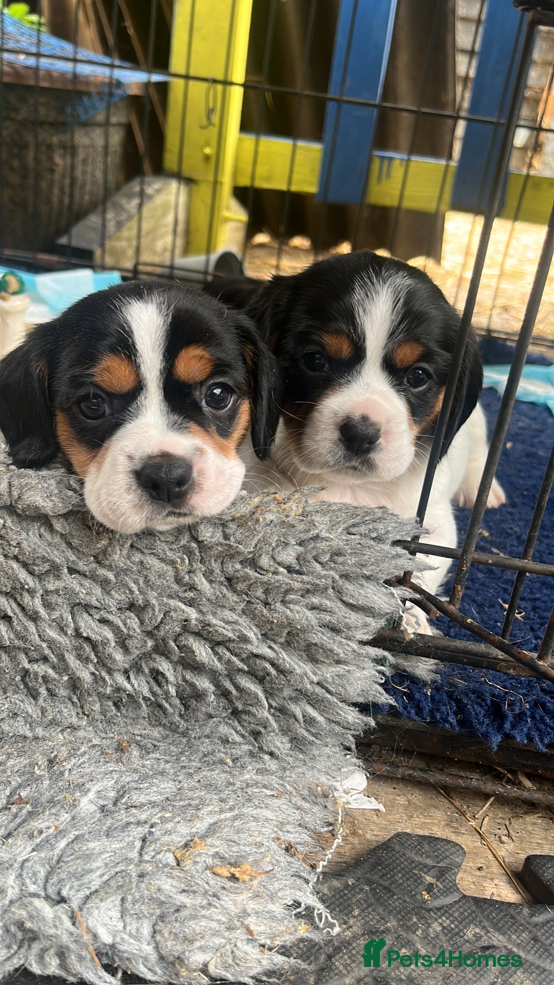 Mixed Breed dogs for sale: 1 boy 1 girl Daschund puppies - Image 2