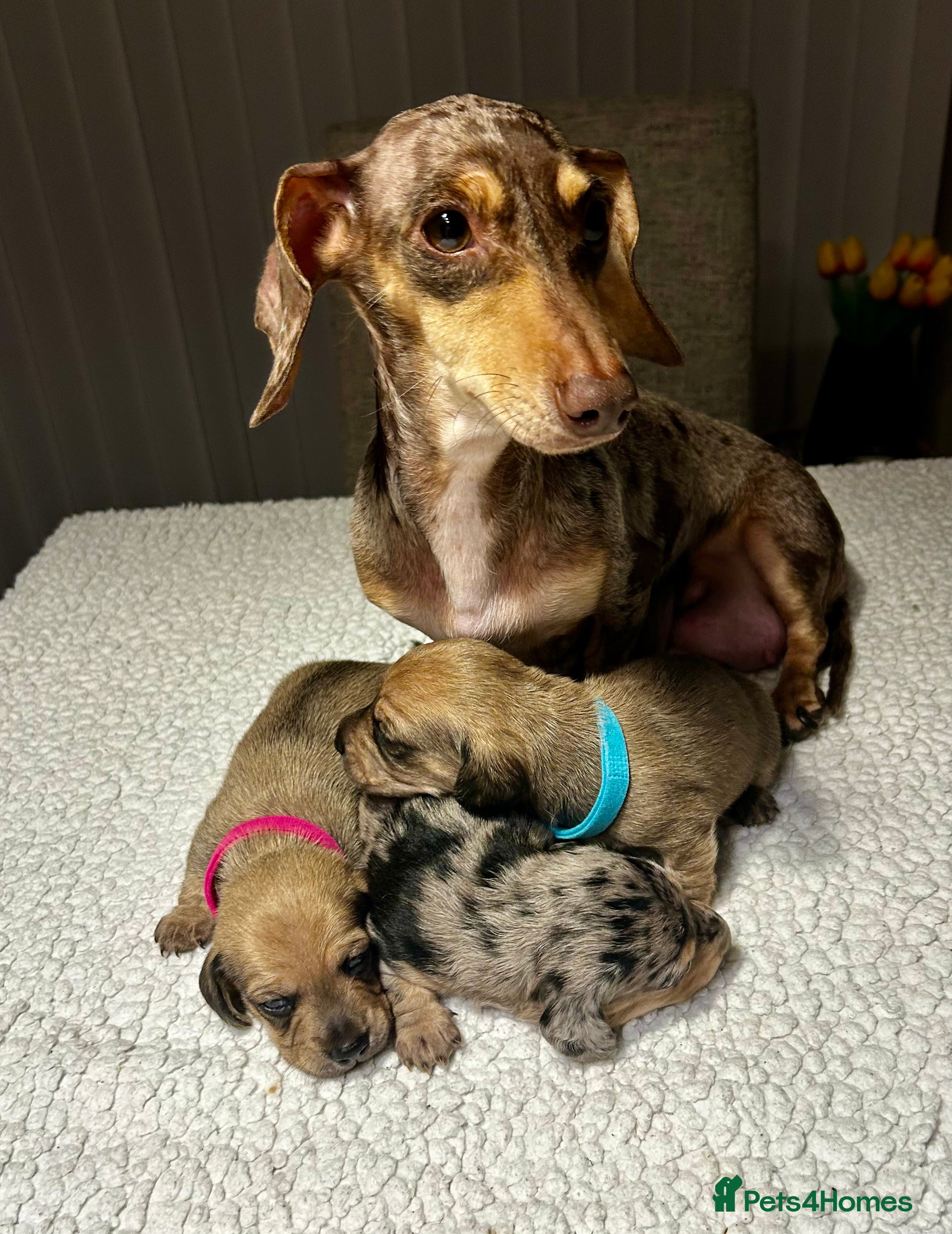 Miniature Dachshund dogs KC registered litter of mini dachshund puppies  - Advert 4