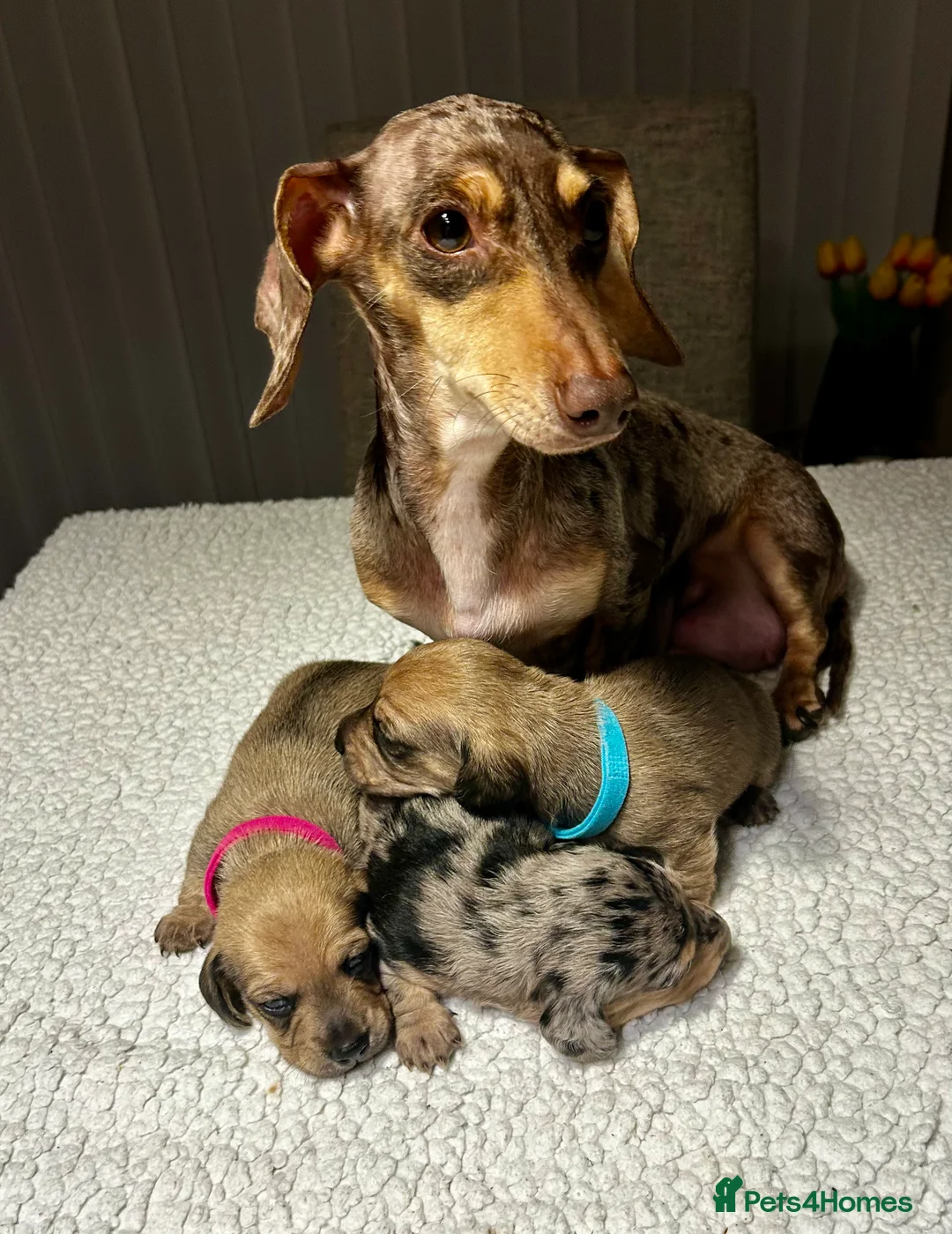 Miniature Dachshund dogs for sale: KC registered litter of mini dachshund puppies  - Advert 1
