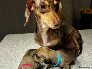 Miniature Dachshund dogs KC registered litter of mini dachshund puppies - Advert 2