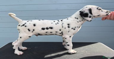 Dalmatian dogs - Advert 2