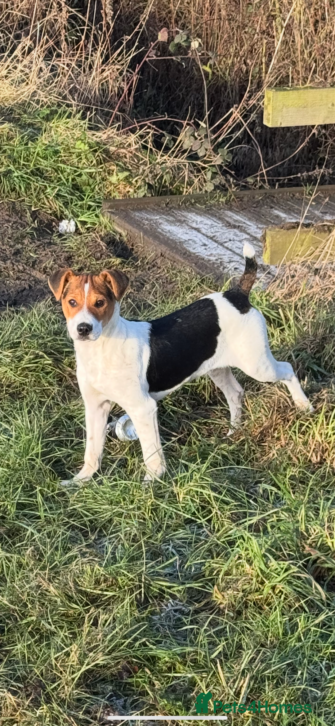 Jack Russell dogs for sale: Jack Russel boy  - Advert 2
