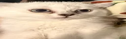 Scottish Fold cats for sale: Adorable Scottish fold/ Scottish straight Pure  - Advert 9