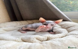 Sphynx cats for sale: Don Sphynx Kittens - Image 33