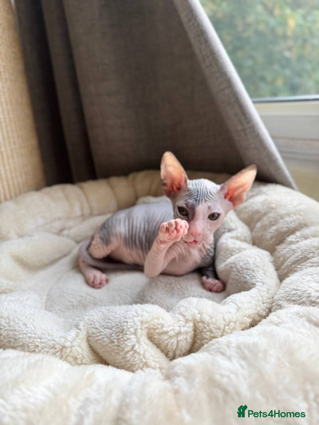 Sphynx cats for sale: Don Sphynx Kittens - Image 33