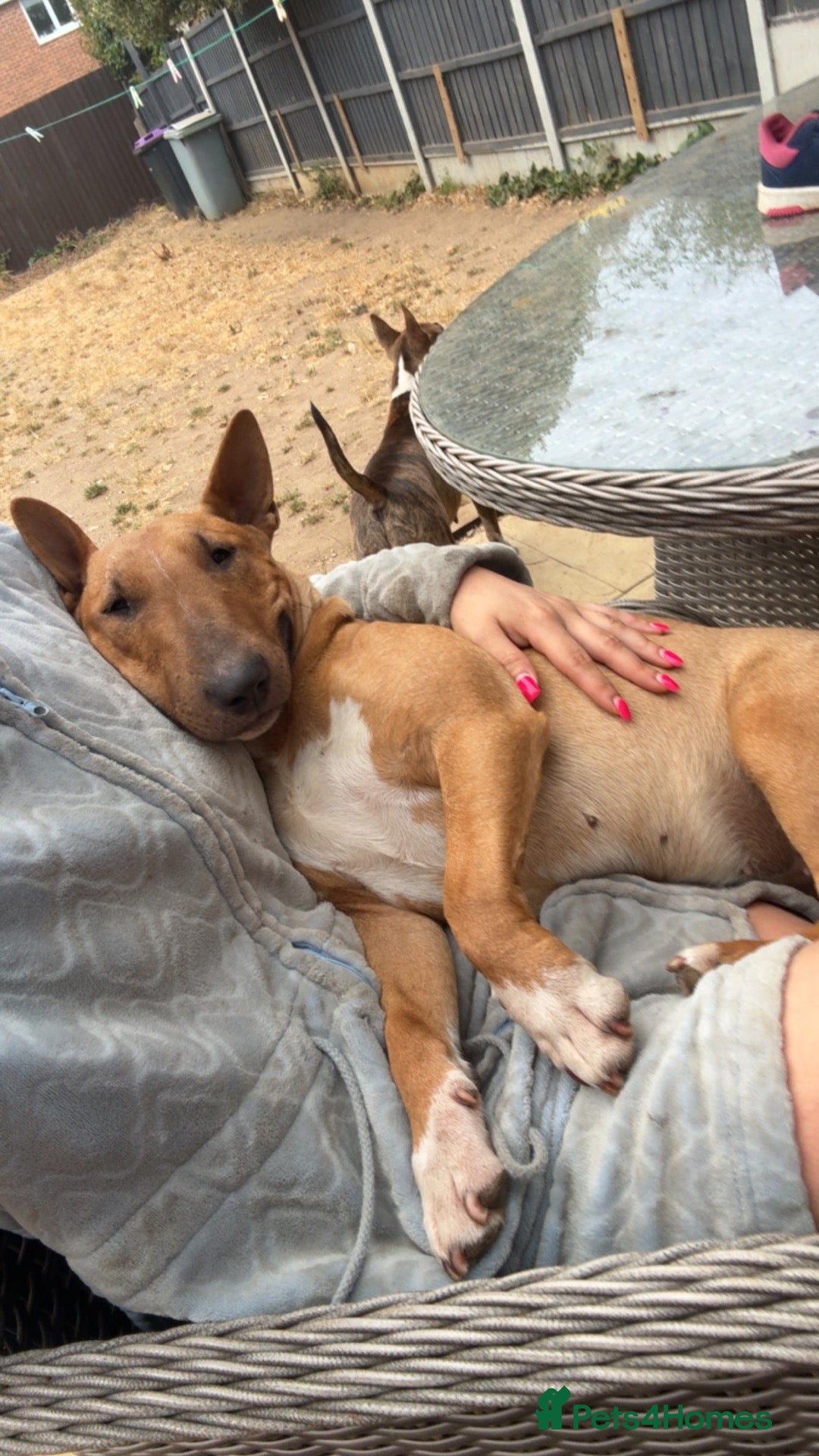 Miniature Bull terrier dogs for sale: Miniature bull terrier - Advert 2