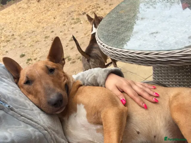 Miniature Bull terrier dogs for sale: Miniature bull terrier - Advert 2