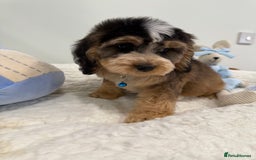 Cockapoo dogs for sale: Stunning sable, roan, parti f1. Full dna clear  - Image 1